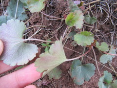 Heuchera parvifolia