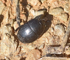 Margarinotus