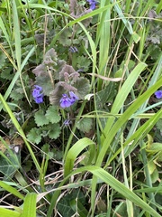 Glechoma hederacea