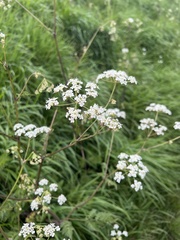 Anthriscus sylvestris