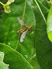Hesperotipula