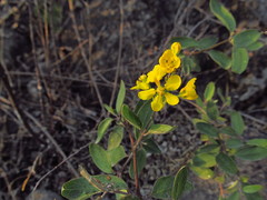 Echinopterys eglandulosa