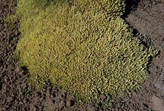 Pycnophyllum tetrastichum