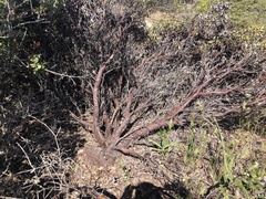 Arctostaphylos tomentosa