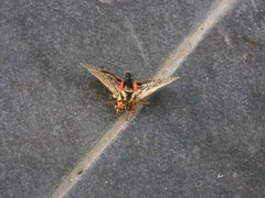 Chlanidophora albicancellata