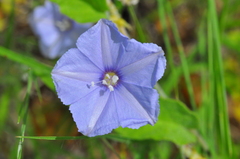 Jacquemontia evolvuloides