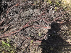 Arctostaphylos tomentosa