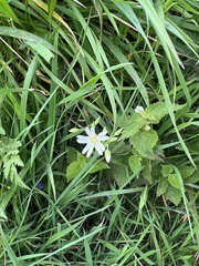 Rabelera holostea