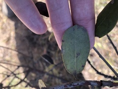 Arctostaphylos tomentosa