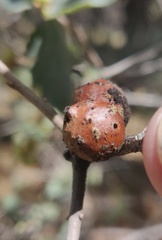Burnettweldia californicordazi