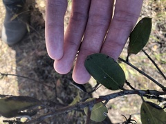 Arctostaphylos tomentosa