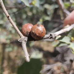 Burnettweldia californicordazi