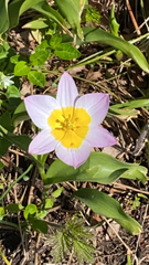 Tulipa saxatilis