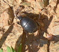 Margarinotus