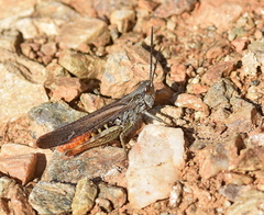 Chorthippus maritimus maritimus