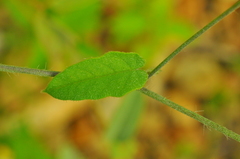 Jacquemontia evolvuloides