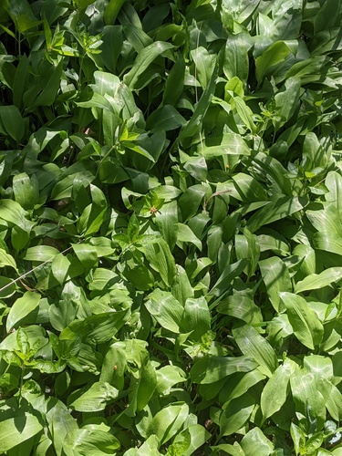 Allium ursinum