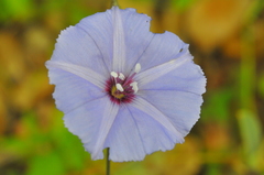 Jacquemontia evolvuloides