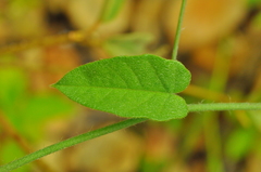 Jacquemontia evolvuloides