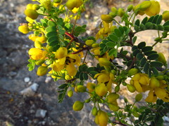 Senna galeottiana