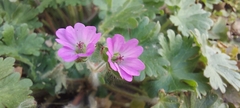 Geranium molle