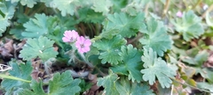 Geranium molle
