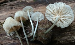 Heliomyces decolorans