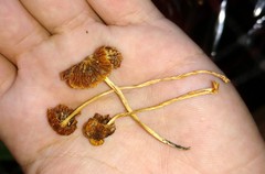 Heliomyces decolorans