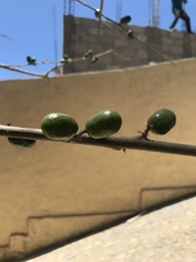 Spondias purpurea