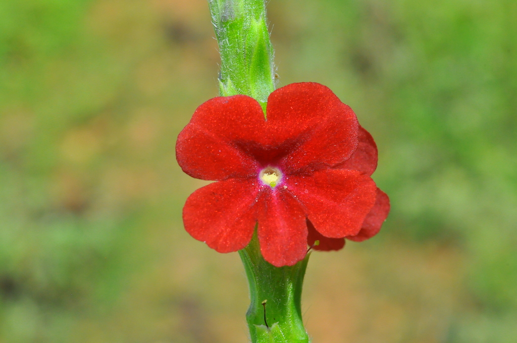 Stachytarpheta sessilis