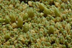 Pycnophyllum tetrastichum