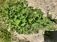 Geranium pusillum