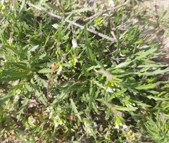 Neotorularia torulosa