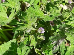 Geranium pusillum
