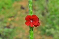 Stachytarpheta sessilis