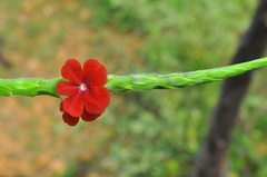 Stachytarpheta sessilis