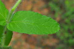 Stachytarpheta sessilis