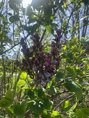 Syringa vulgaris