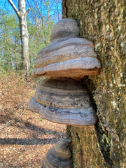Fomes fomentarius