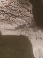 Sphaerodactylus sputator