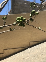 Spondias purpurea