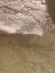 Sphaerodactylus sputator
