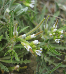 Neotorularia torulosa