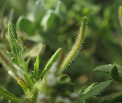 Neotorularia torulosa