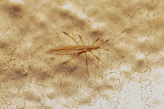 Berytinus minor