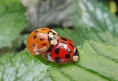 Harmonia axyridis