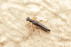 Stenus similis