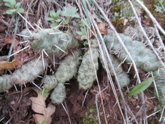Opuntia fragilis