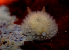 Atalodoris