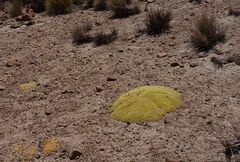 Pycnophyllum tetrastichum